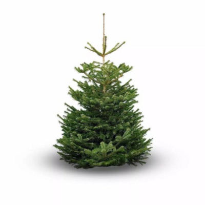 Wij impregneren uw kerstboom 1-2 meter op locatie