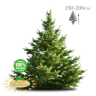 Geïmpregneerde Nordmann kerstboom 150-175 cm