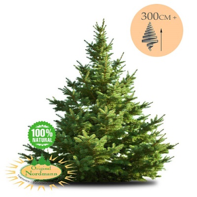 Geïmpregneerde Nordmann kerstboom 300-350 cm
