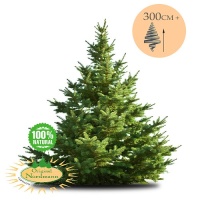 Geïmpregneerde Nordmann kerstboom 225-250 cm