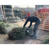 Doe het zelf impregneermiddel kerstbomen 1 liter drukspuit