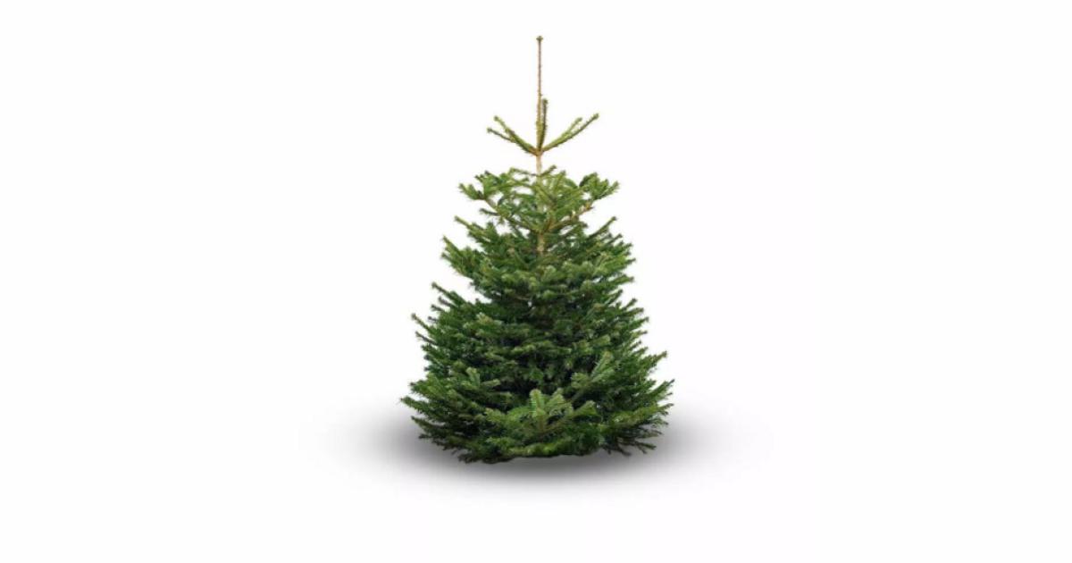 Korting De volgende Laster Wij impregneren uw kerstboom 1-2 meter op locatie | Brandblussershop