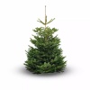 Wij impregneren uw kerstboom 2-3 meter op locatie