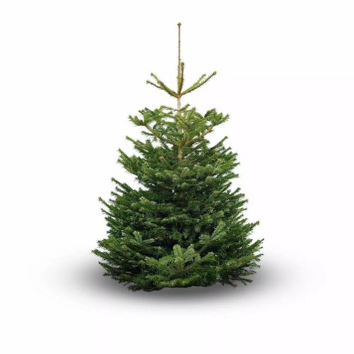 periodieke Piket betalen Wij impregneren uw kerstboom 3-4 meter op locatie | Brandblussershop