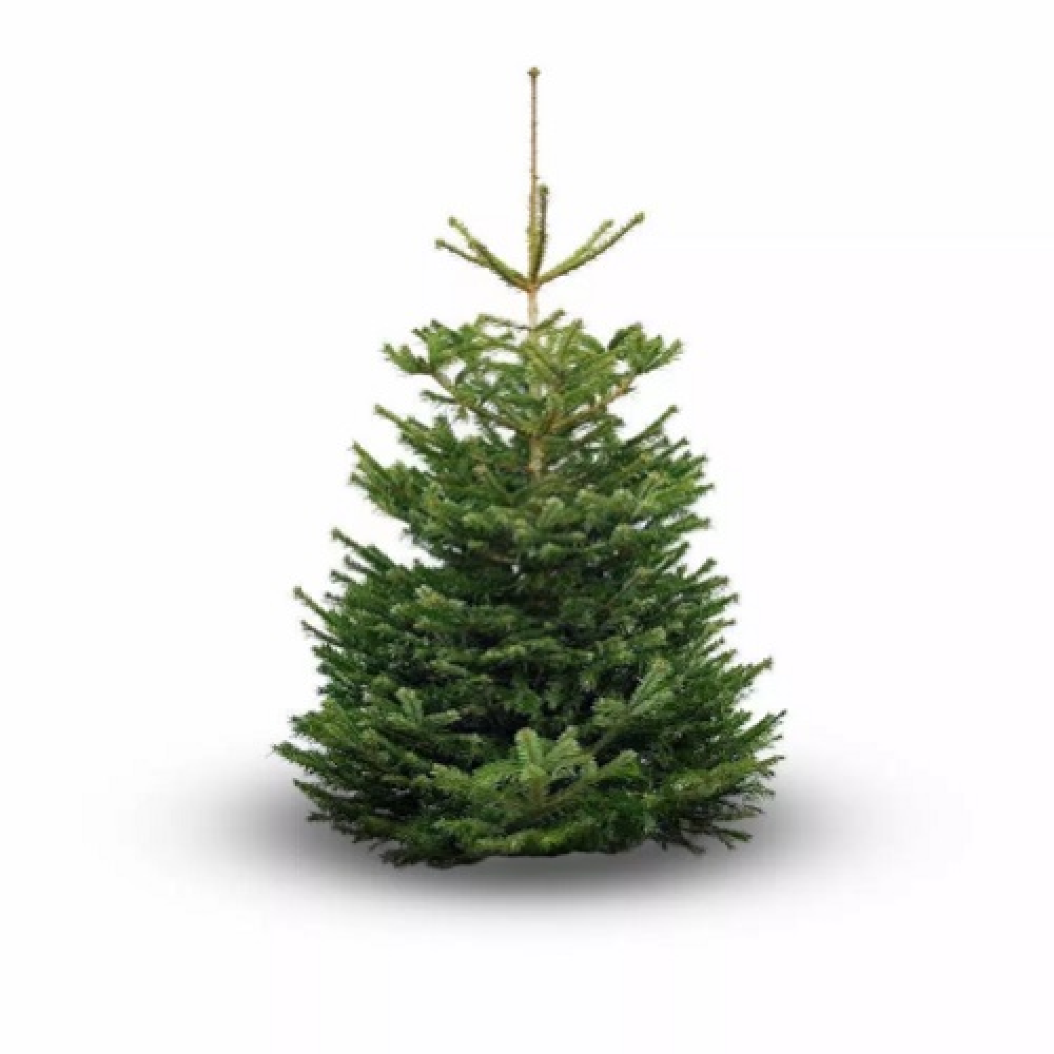 Wij impregneren uw kerstboom 4-5 meter op locatie