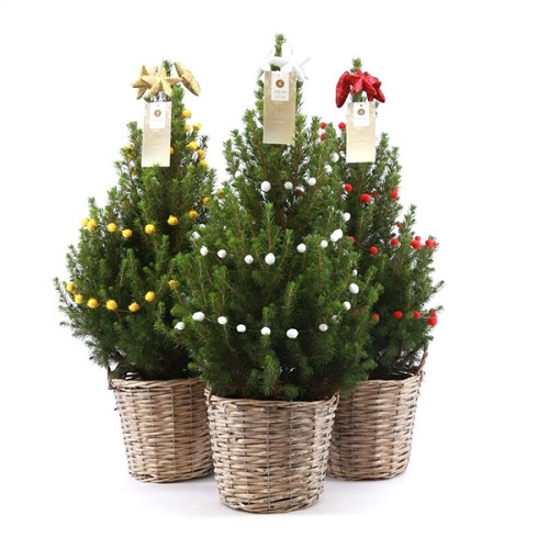 Rotan boomversiering white wash