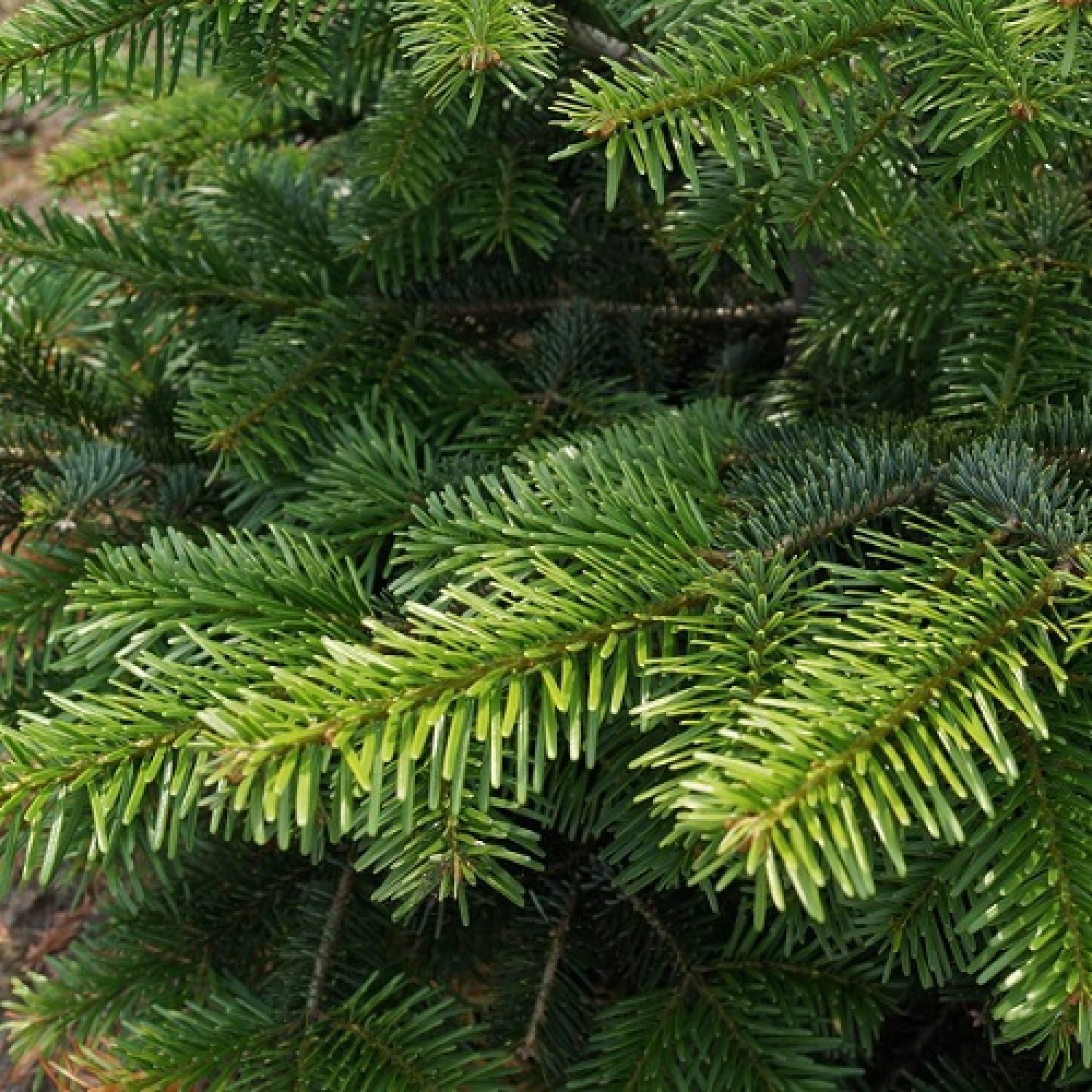 Geïmpregneerde Nordmann kerstboom 250300 cm