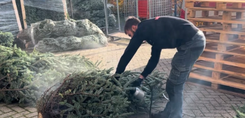 kerstboom
